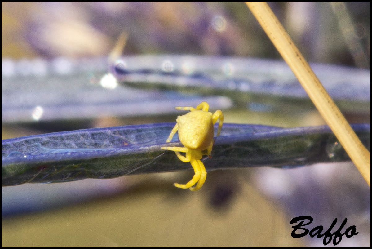 Thomisus onustus - Banne (TS)